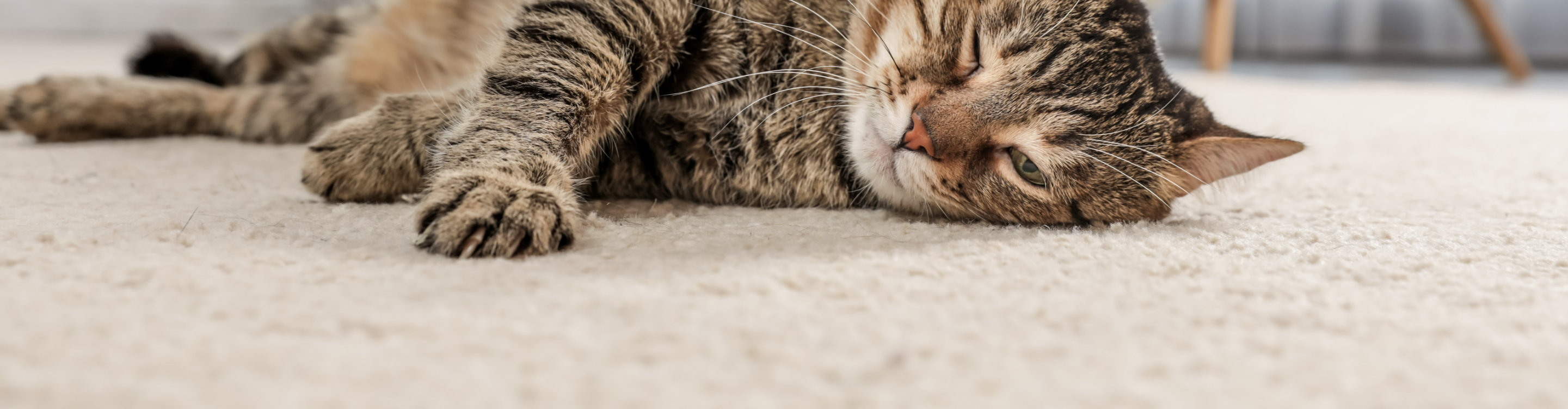 Cat laying on Carpet
